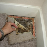 mold-carpet